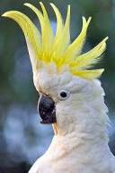 cockatoo