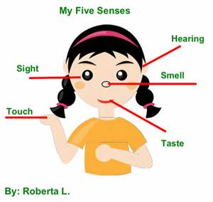 5 senses